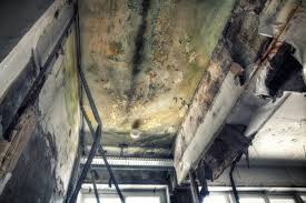 Professional Mold Removal & Remediation in Athens, GA